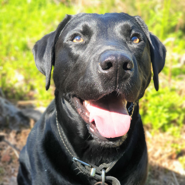 A happy Club K9 dog