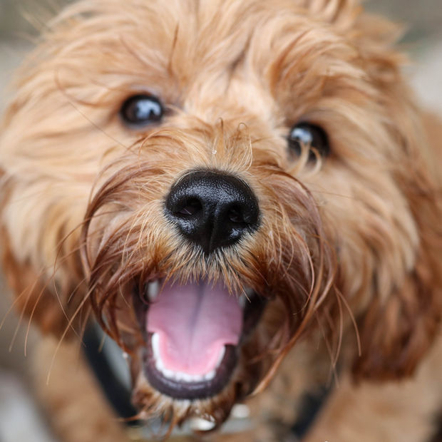 A dog enjoying indoor enrichment
