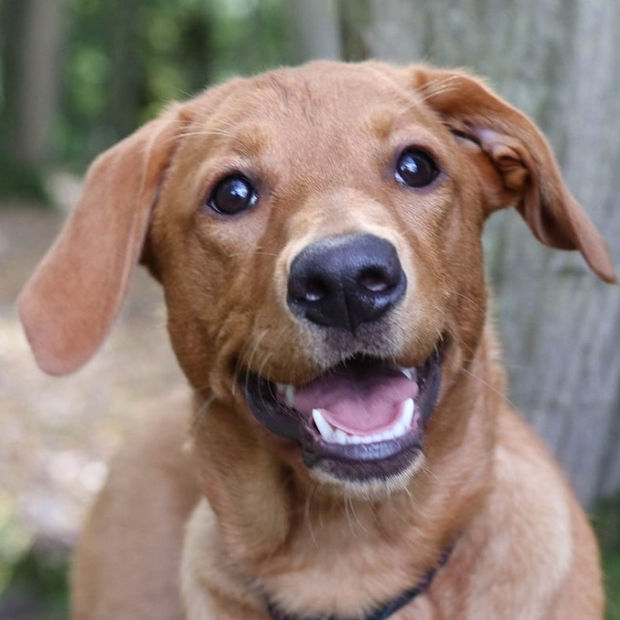 A young dog in training