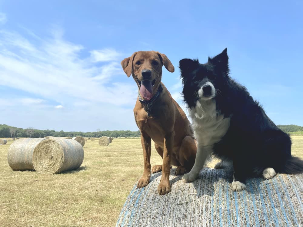 Two dogs sitting on a hay bale in the Club K9 fields